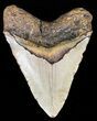 Huge, Megalodon Tooth - North Carolina #59025-2